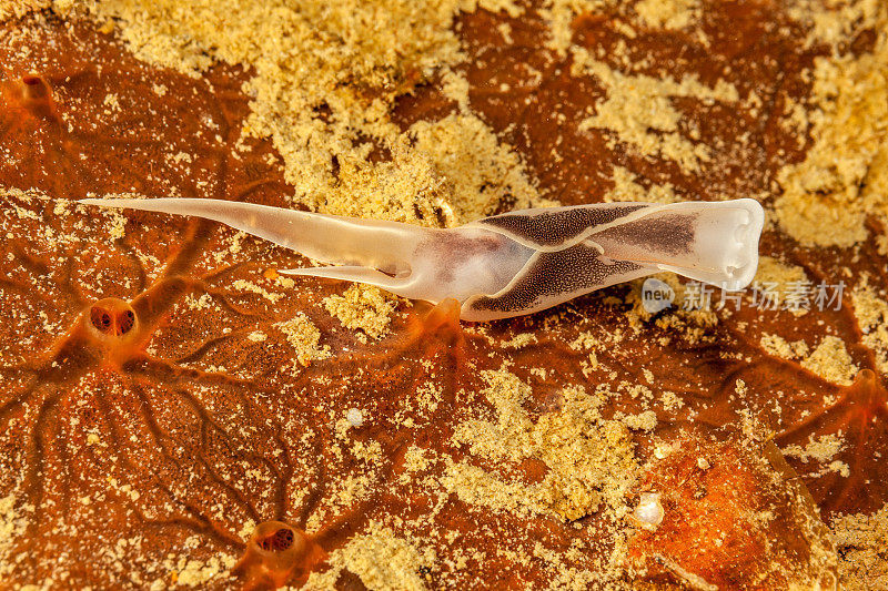 Chelidonura amoena，海绵上的海蛞蝓，帕劳，密克罗尼西亚